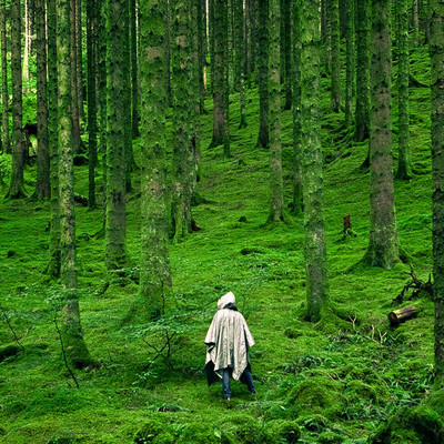 Like a Wandering Beast Front Cover