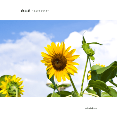 向日葵 -ムコウアオイ-のジャケット写真