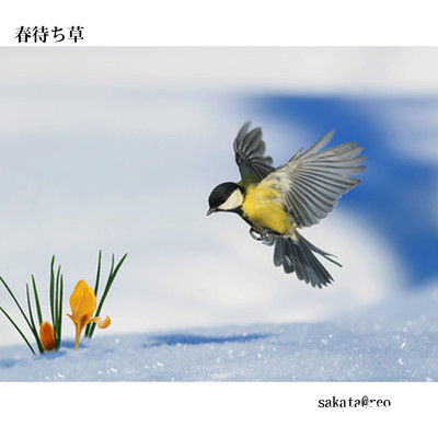 Spring Grass Front Cover