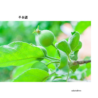 早春譜のジャケット写真