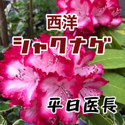 西洋シャクナゲのジャケット写真