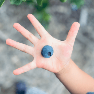 blueberry-blues Front Cover