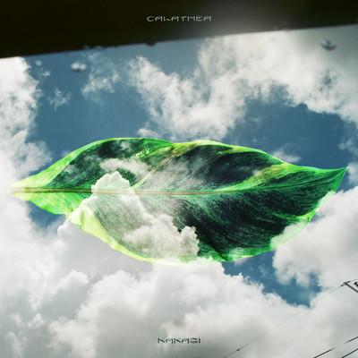 Calatheaのジャケット写真