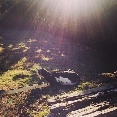 たそがれるのジャケット写真