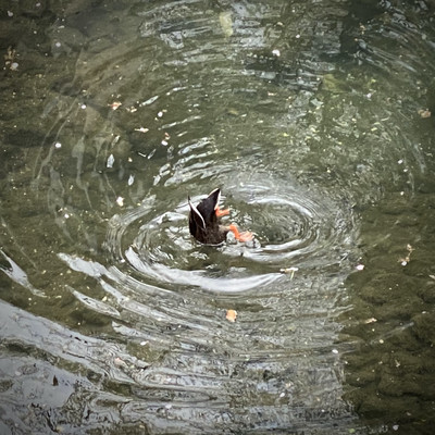 スイムのジャケット写真