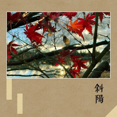 Shade Sun Front Cover