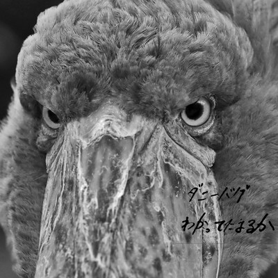 わかってたまるかのジャケット写真