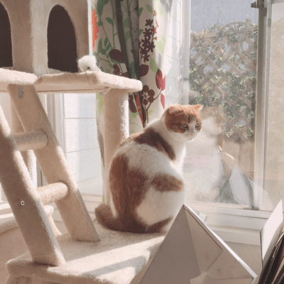 僕らがいた町のジャケット写真