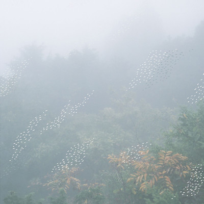 Mist Front Cover
