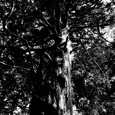 玉置神社のジャケット写真