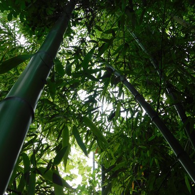 Musics of Bamboos Front Cover