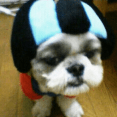 Shih-Tzu Front Cover