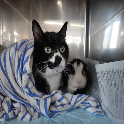 モンスターペイシェントのジャケット写真