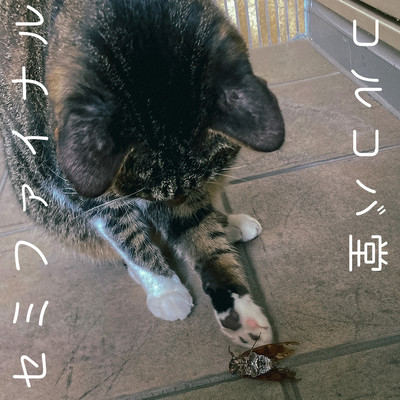 セミファイナルのジャケット写真