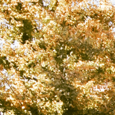 ほころびのジャケット写真