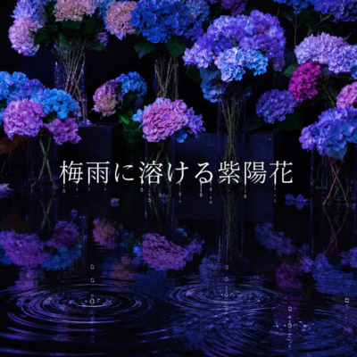 Hydrangeas melting in the rainy season. Front Cover