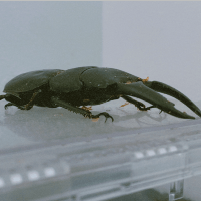 ZAN SHO (feat. RICKY & 飛鳥akaCATMAN)のジャケット写真