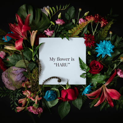 My flower is "HARU" Front Cover