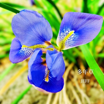 Perennials Front Cover