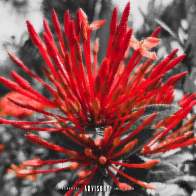 Kurenaiのジャケット写真