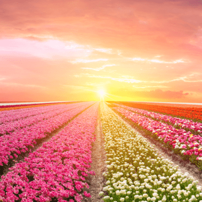 Peace and Joy from Blossoms - Music for a Calm Mind - Front Cover