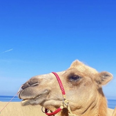 nagareのジャケット写真