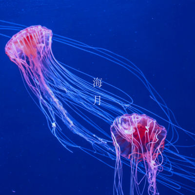 海月のジャケット写真