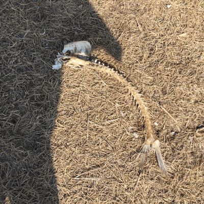 The bones of the fish are falling Front Cover