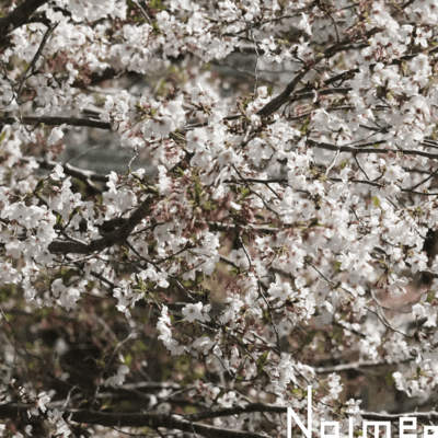 ハロー青春のジャケット写真