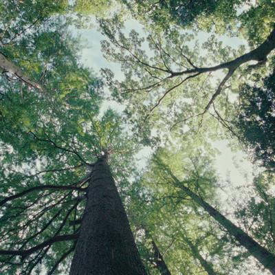 To the Woodsのジャケット写真