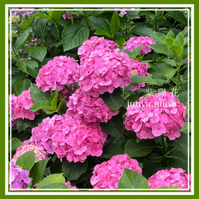 紫陽花のジャケット写真