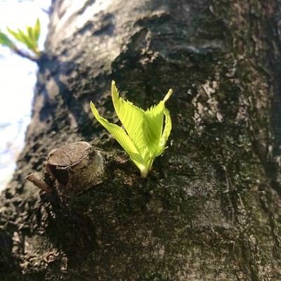 夢を見てた時は過ぎてのジャケット写真