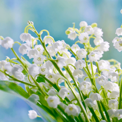 KIMIKAGE Front Cover