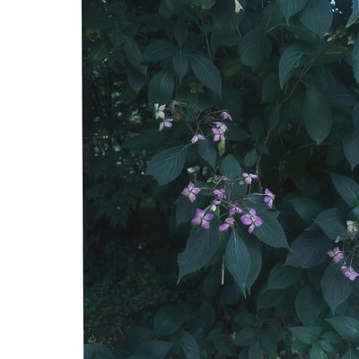 涙星のジャケット写真