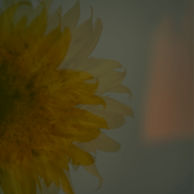 栞 (feat. 草田一駿)のジャケット写真